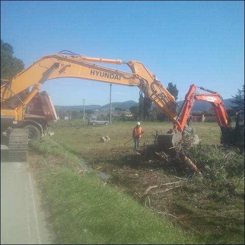 Extreme urgency for removing fallen pines on 17 County road – Provincia of Livorno 2015 - Vanni Pierino - Pisa e Livorno